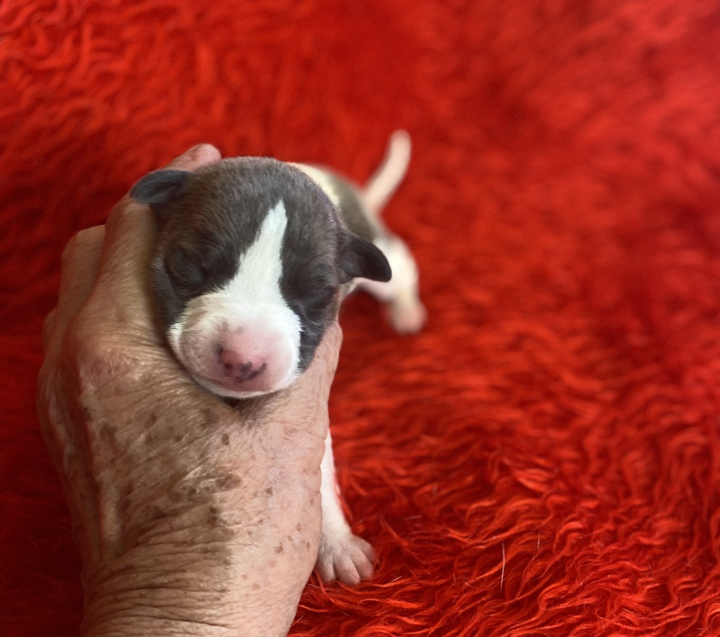 du domaine des Chojnacki - Chiots disponibles - Whippet