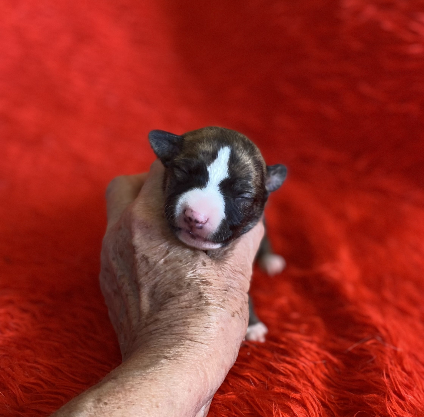 du domaine des Chojnacki - Chiots disponibles - Whippet