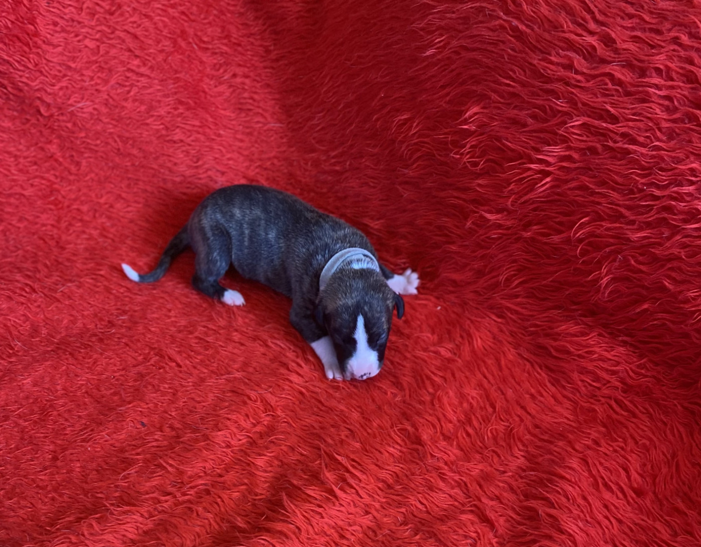 du domaine des Chojnacki - Chiots disponibles - Whippet
