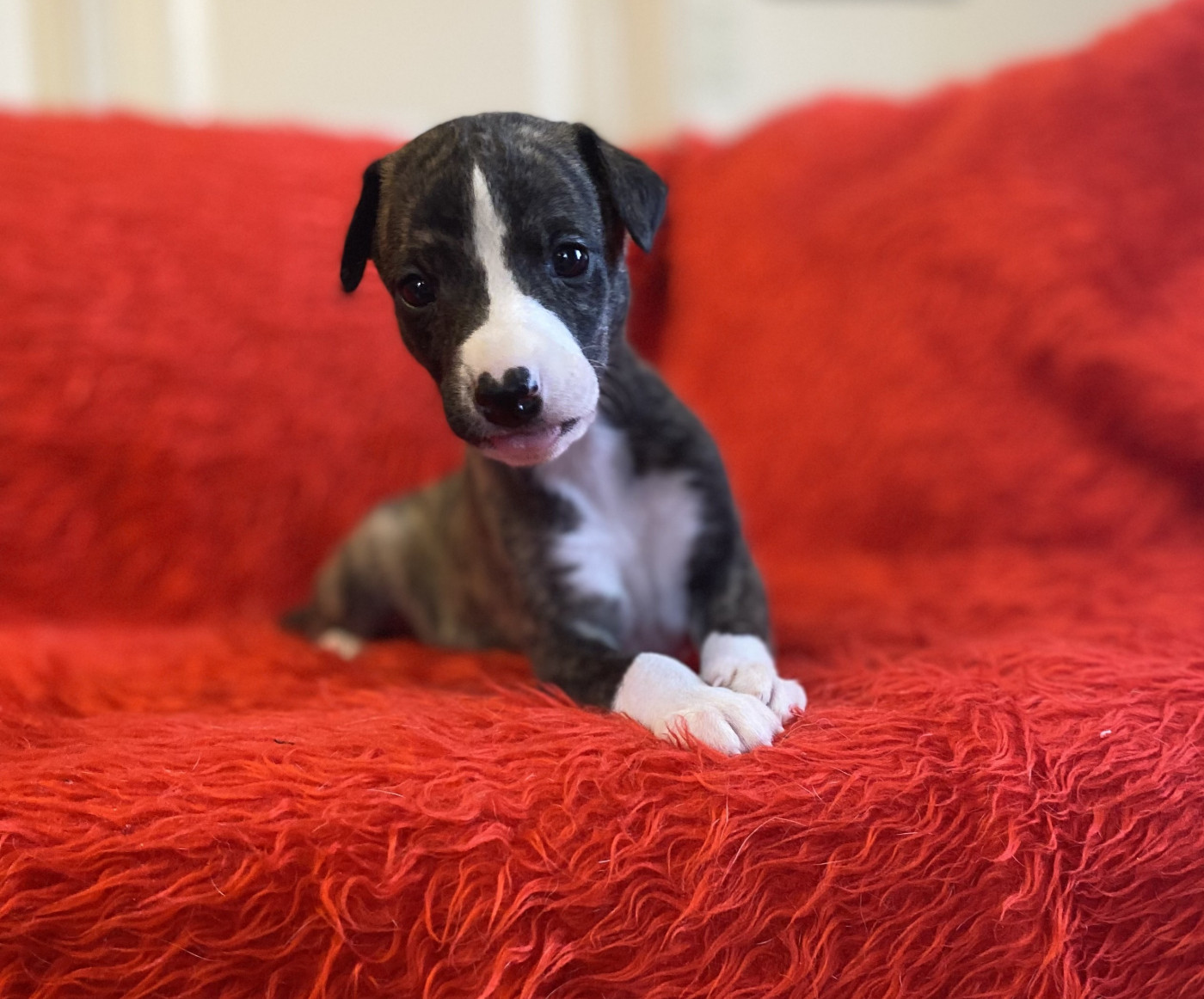 du domaine des Chojnacki - Chiots disponibles - Whippet