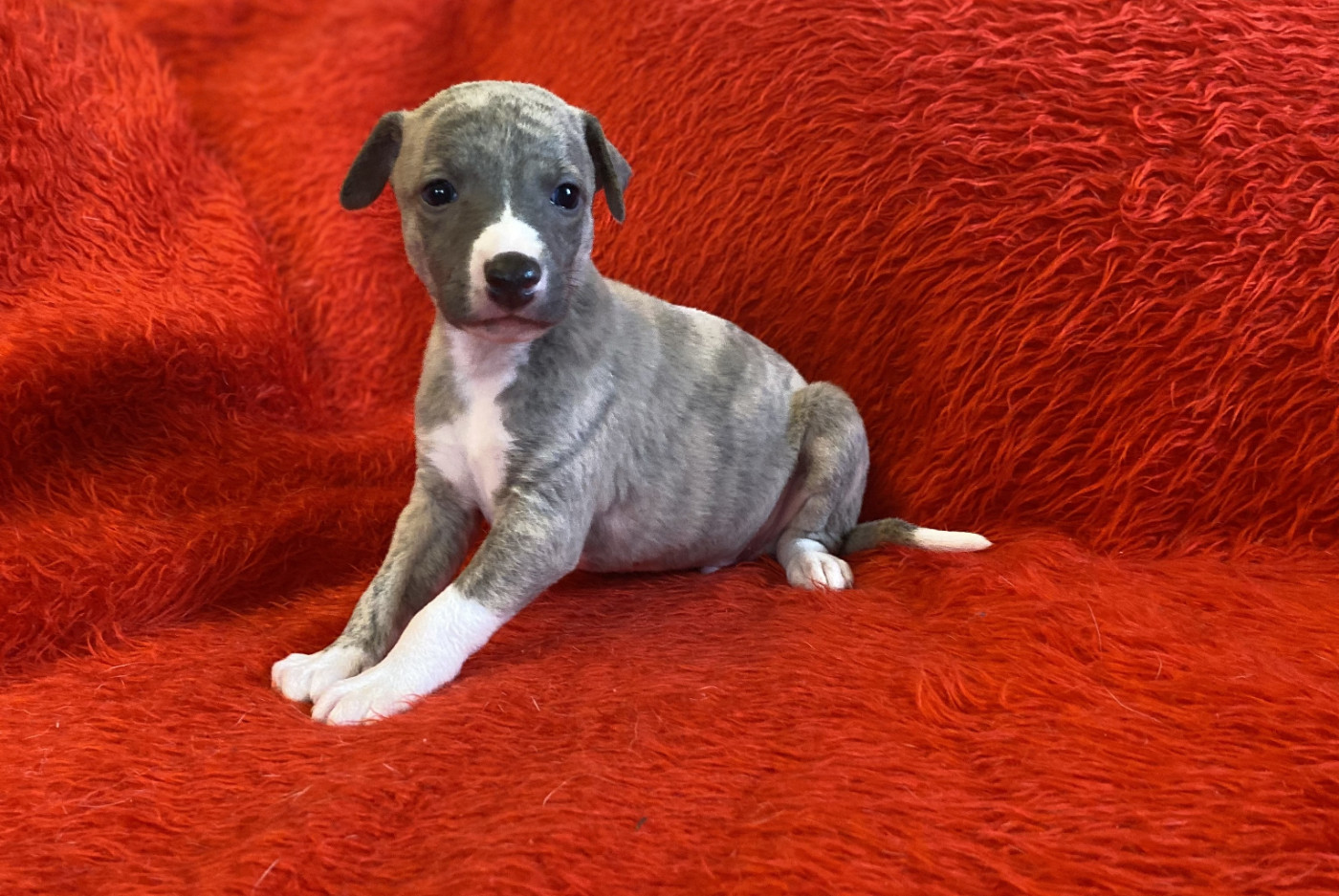 du domaine des Chojnacki - Chiots disponibles - Whippet