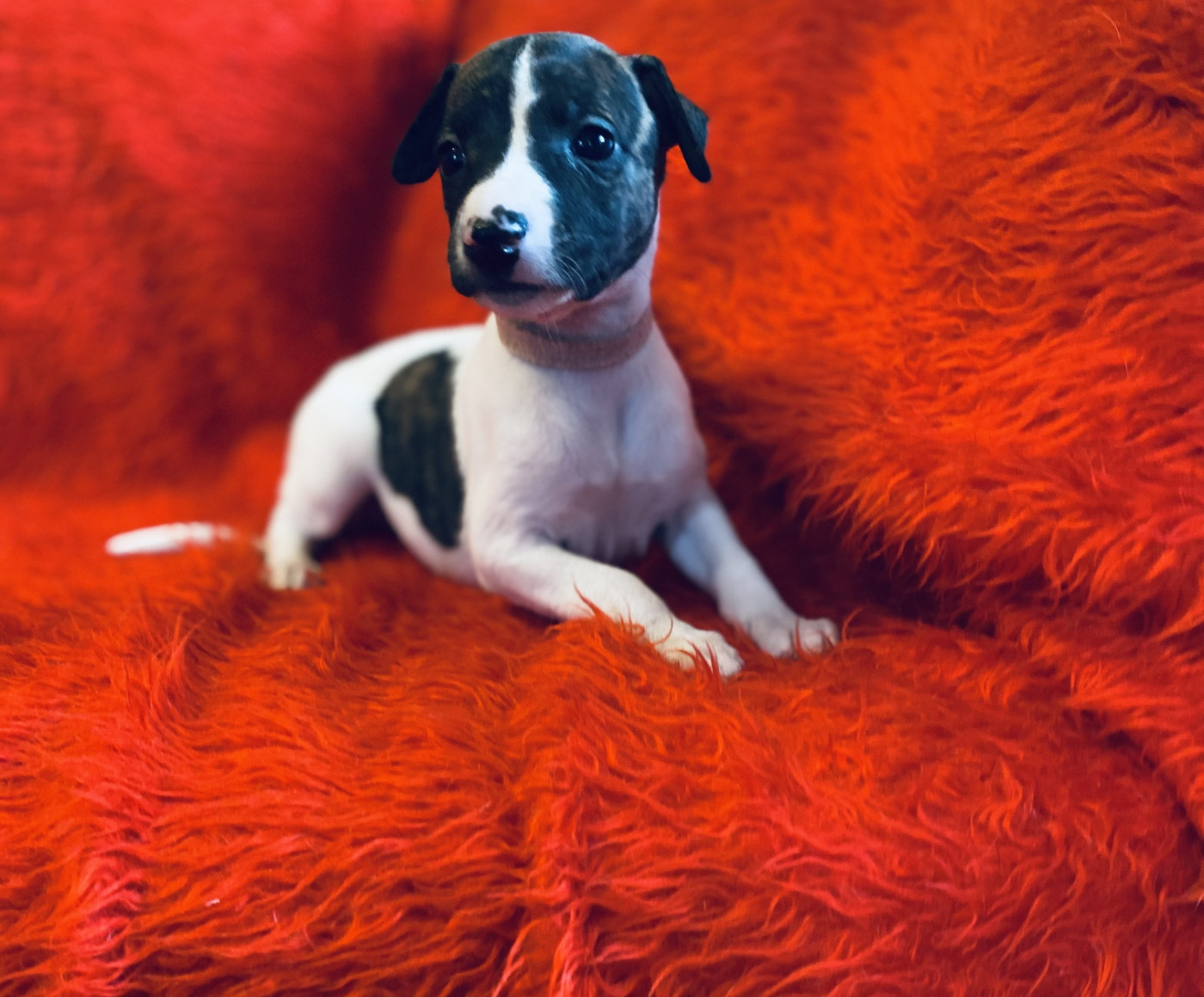du domaine des Chojnacki - Chiots disponibles - Whippet