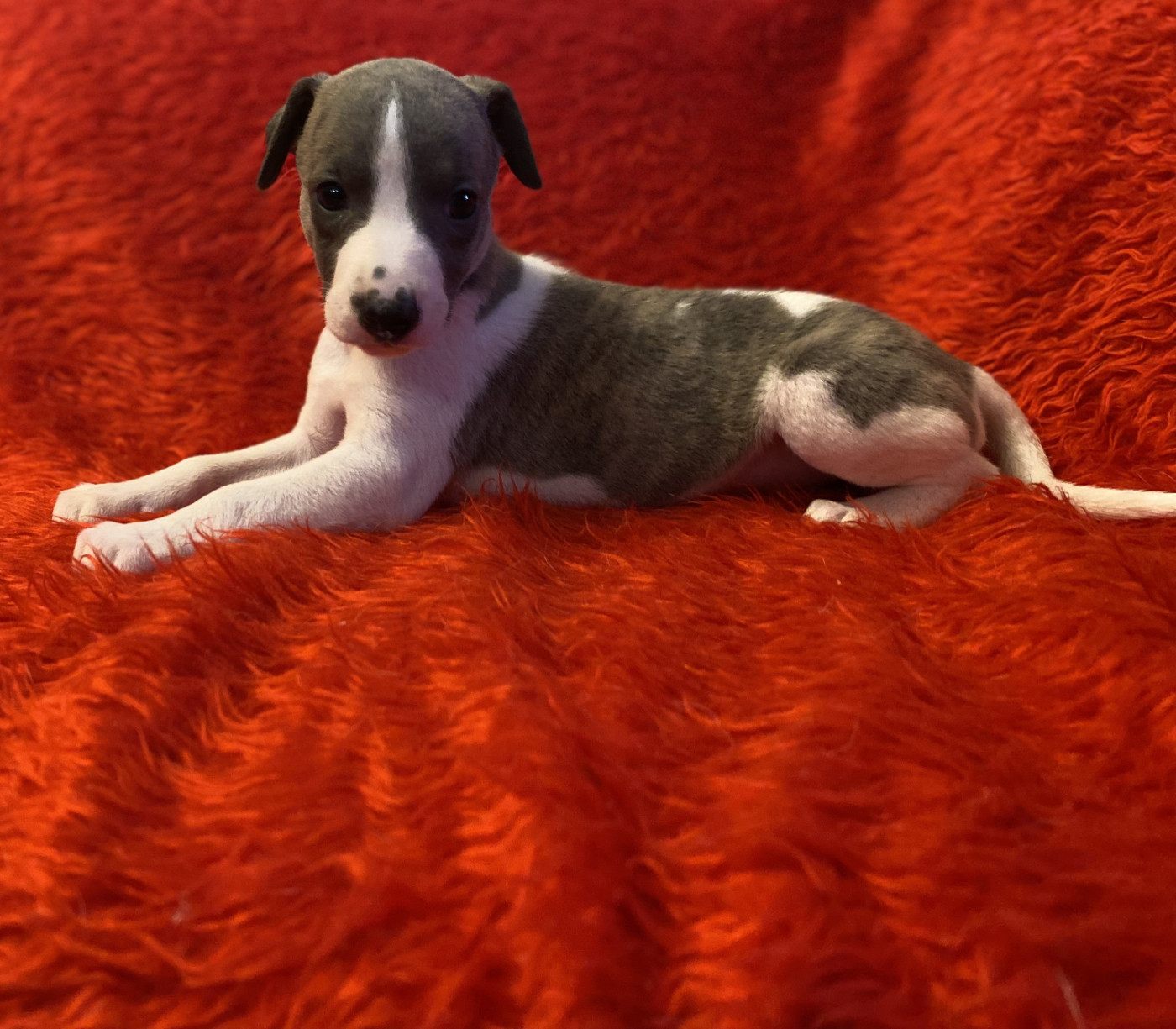 du domaine des Chojnacki - Chiots disponibles - Whippet