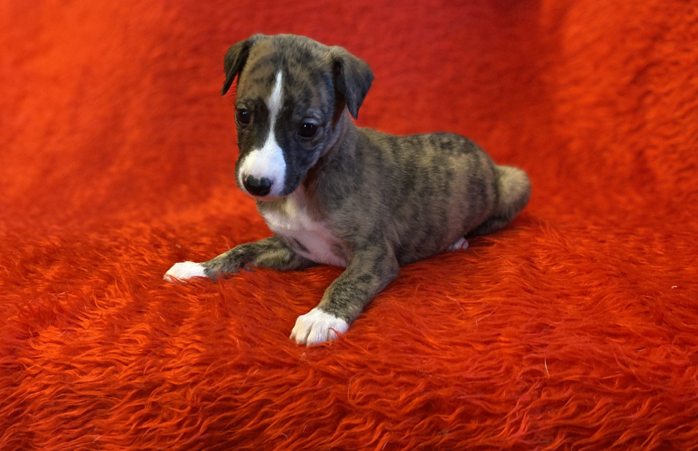 du domaine des Chojnacki - Chiots disponibles - Whippet