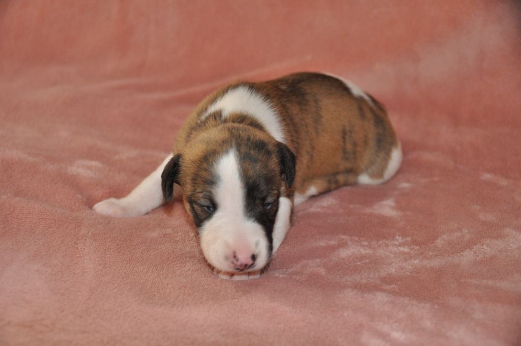 du domaine des Chojnacki - Chiots disponibles - Whippet