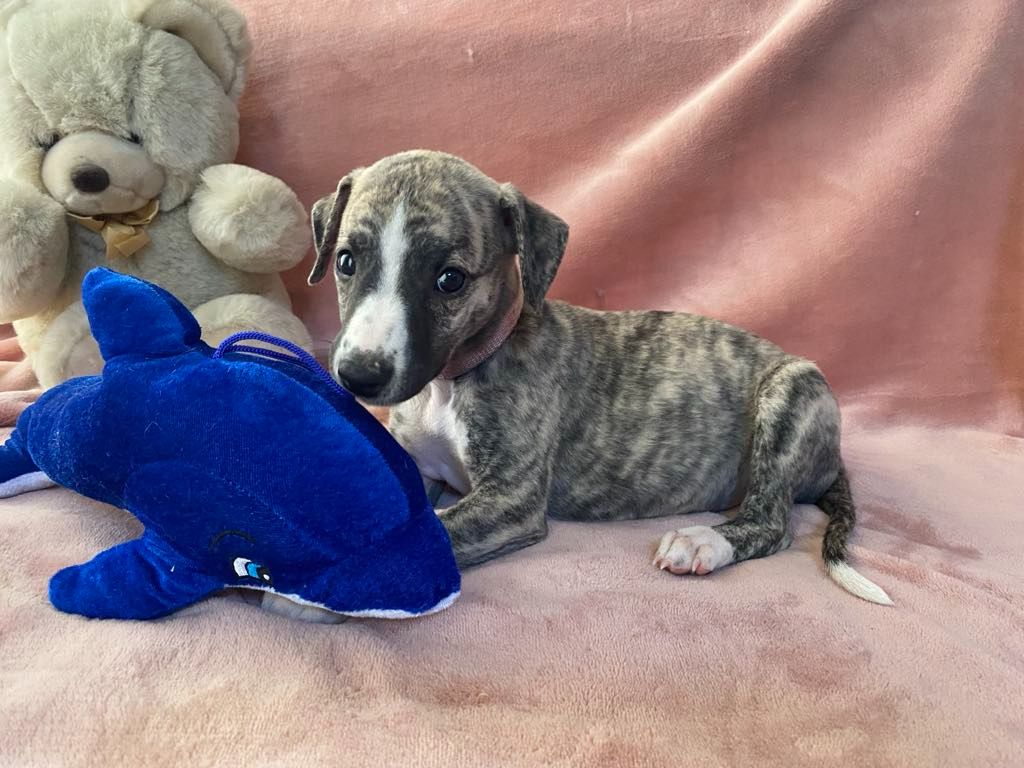 du domaine des Chojnacki - Chiots disponibles - Whippet