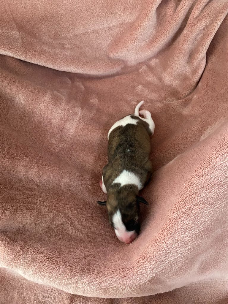 du domaine des Chojnacki - Chiots disponibles - Whippet