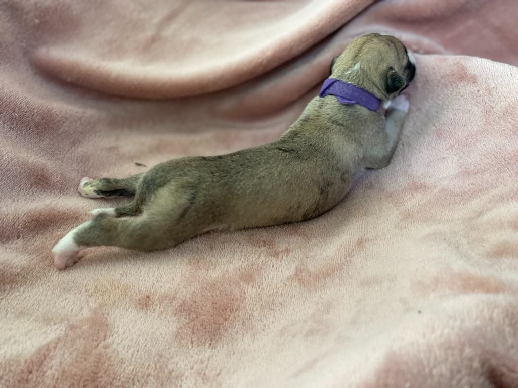 du domaine des Chojnacki - Chiots disponibles - Whippet