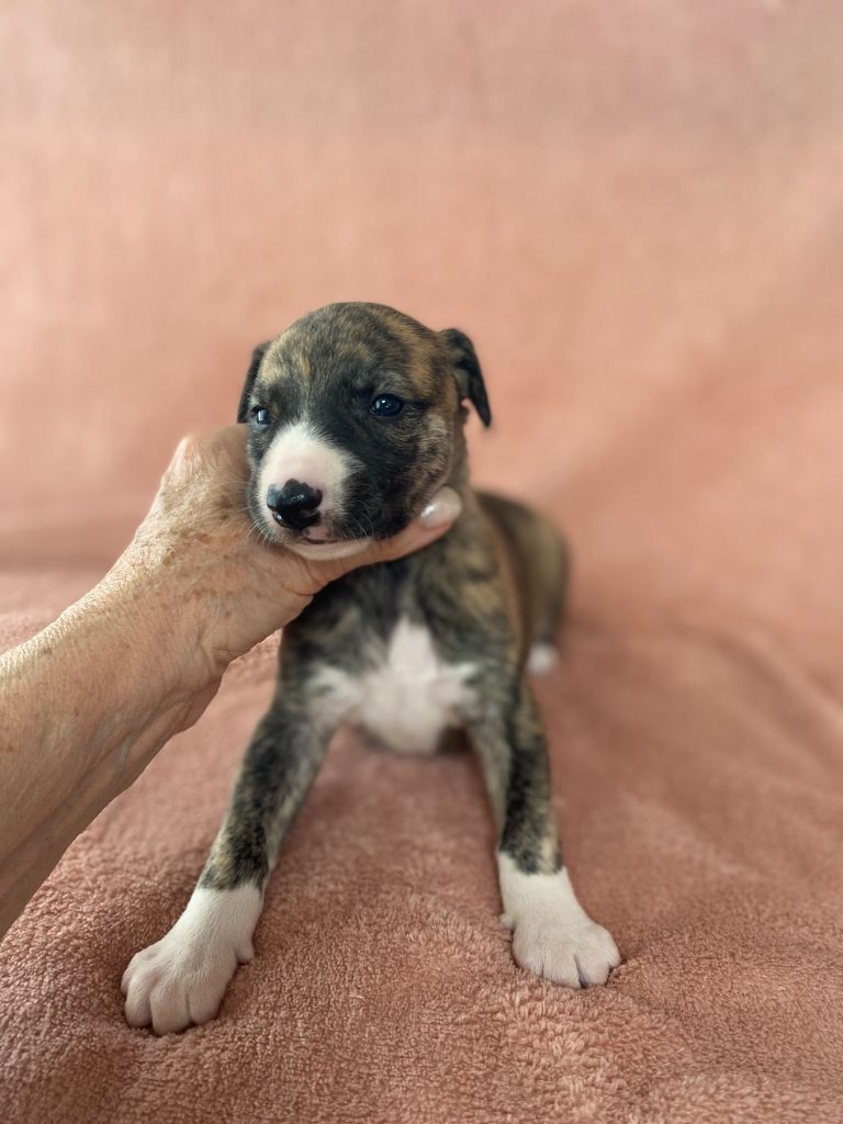 du domaine des Chojnacki - Chiots disponibles - Whippet