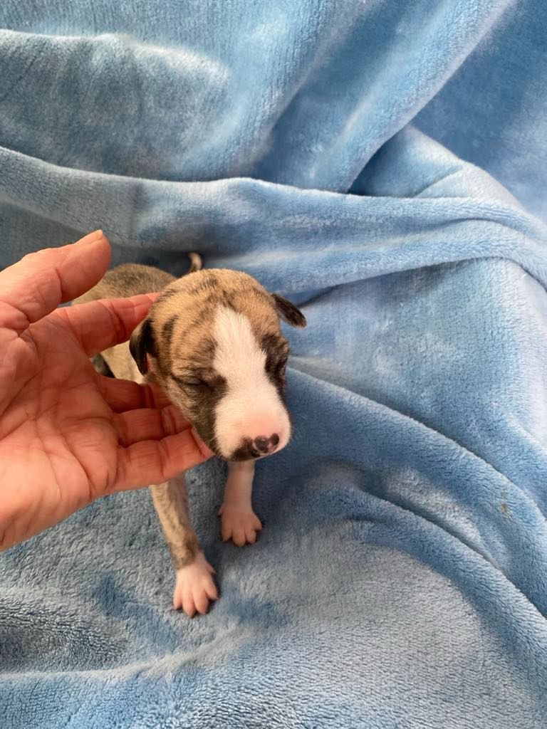 du domaine des Chojnacki - Chiots disponibles - Whippet