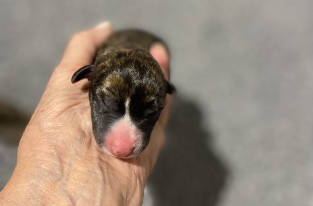 du domaine des Chojnacki - Chiots disponibles - Whippet