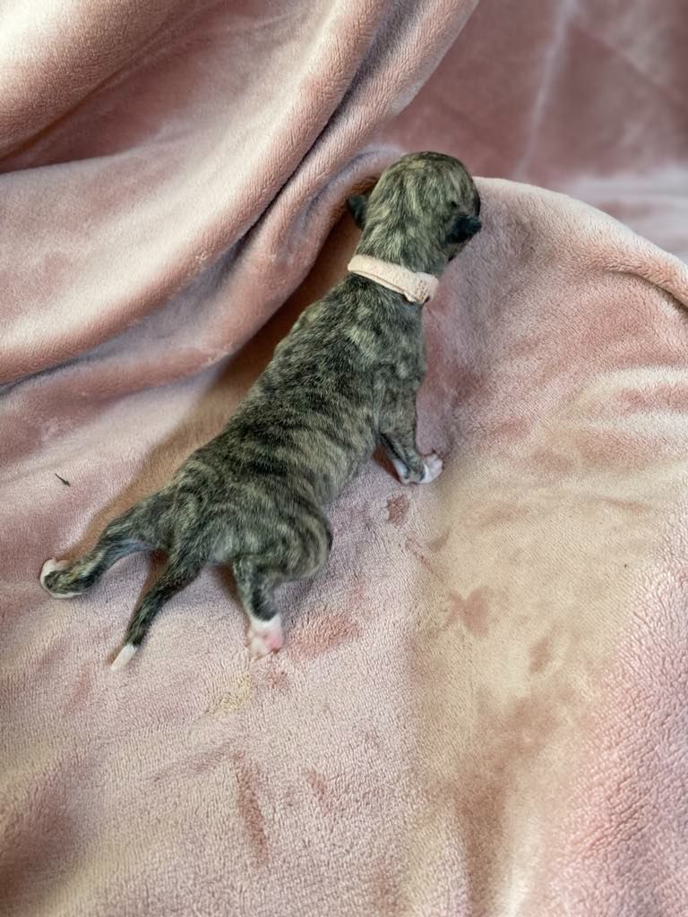 du domaine des Chojnacki - Chiots disponibles - Whippet