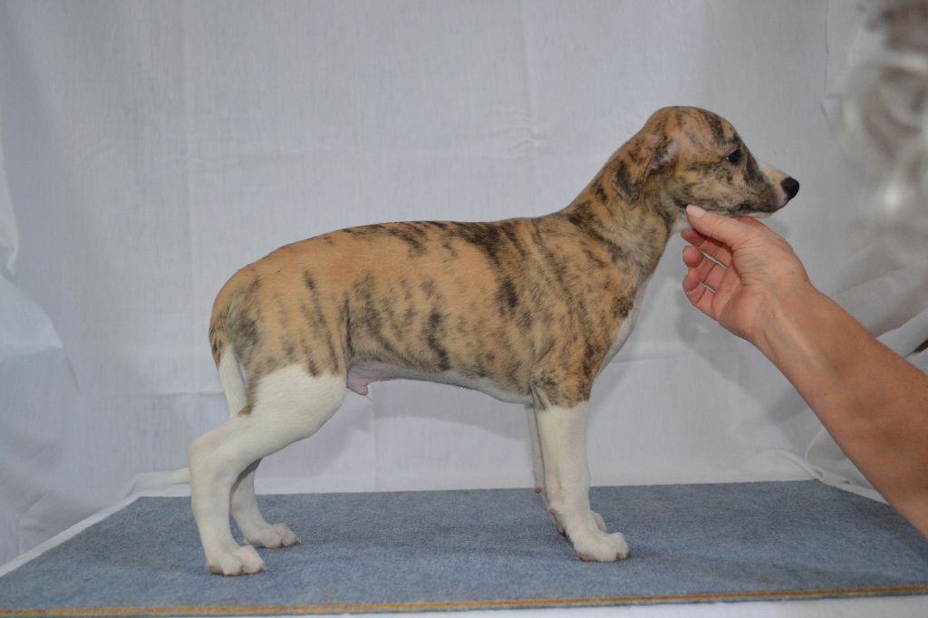 du domaine des Chojnacki - Whippet - Portée née le 08/12/2017