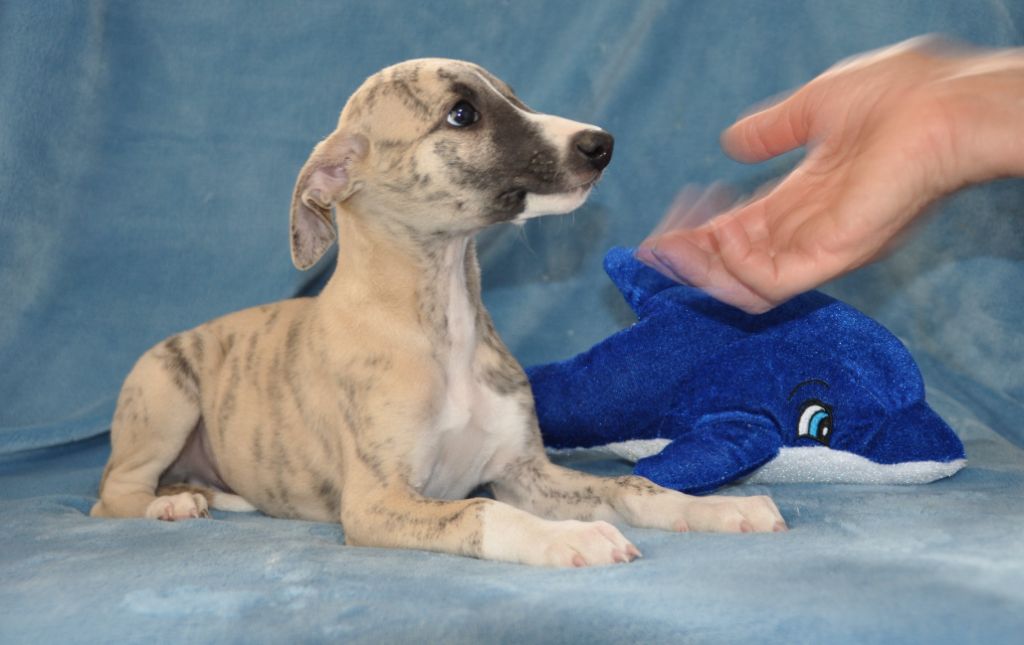 du domaine des Chojnacki - Chiots disponibles - Whippet