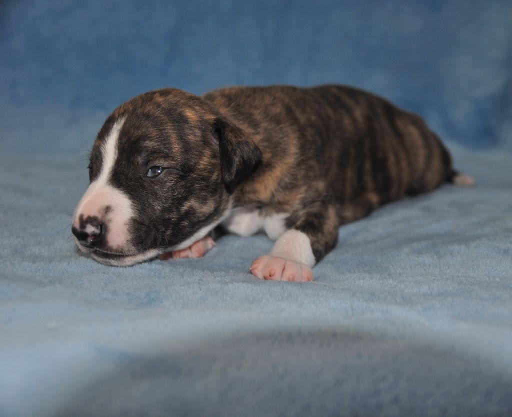 du domaine des Chojnacki - Chiots disponibles - Whippet