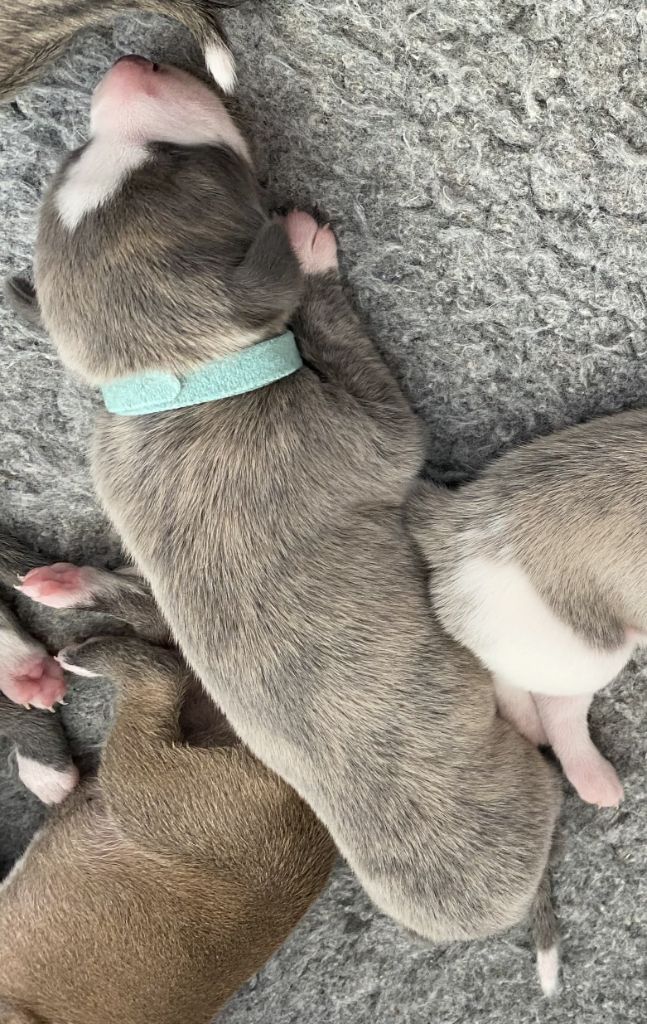 du domaine des Chojnacki - Chiots disponibles - Whippet