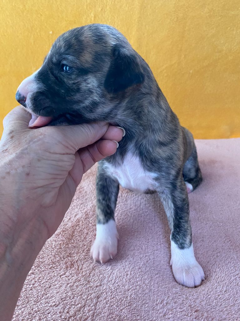 du domaine des Chojnacki - Chiots disponibles - Whippet