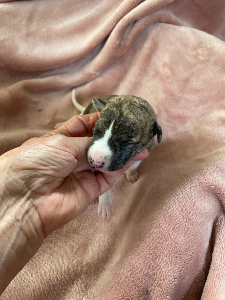 du domaine des Chojnacki - Chiots disponibles - Whippet
