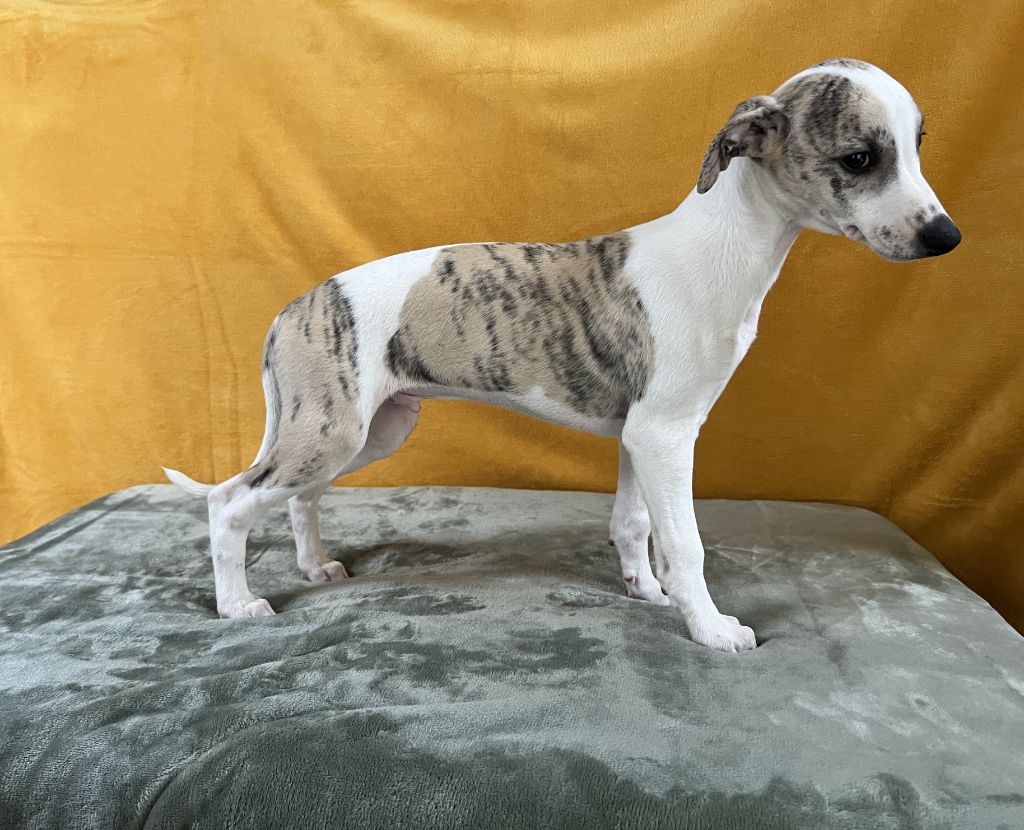 du domaine des Chojnacki - Whippet - Portée née le 04/10/2024