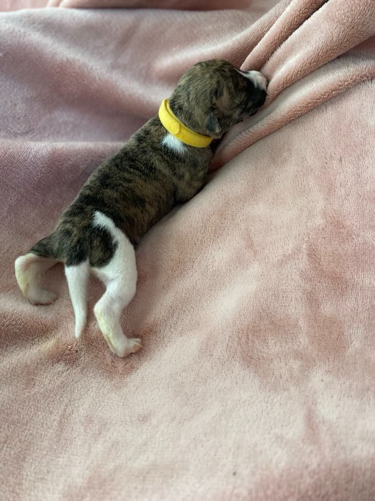 du domaine des Chojnacki - Chiots disponibles - Whippet