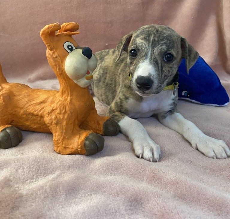 du domaine des Chojnacki - Chiots disponibles - Whippet