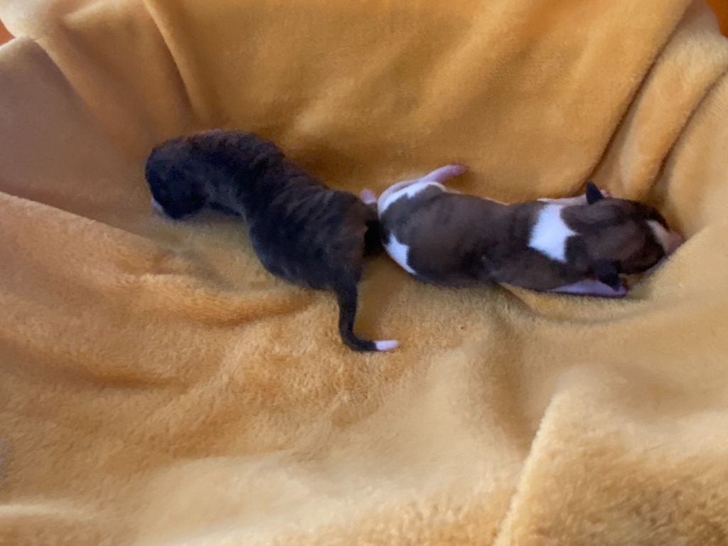Chiot Whippet du domaine des Chojnacki