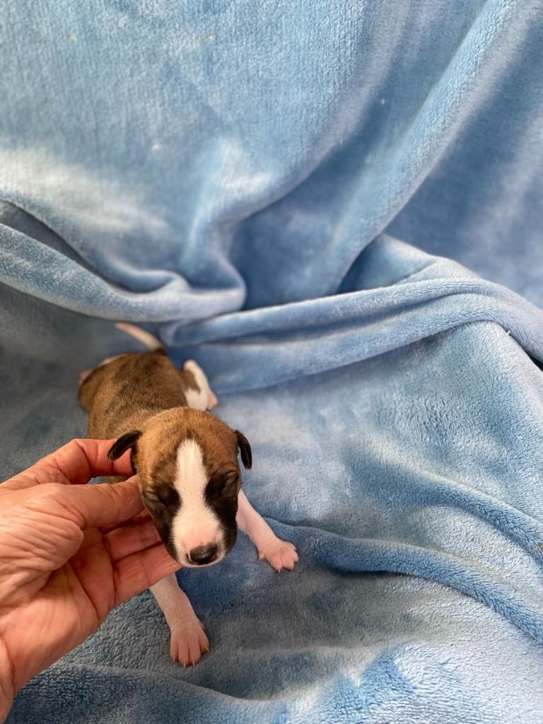 du domaine des Chojnacki - Chiots disponibles - Whippet