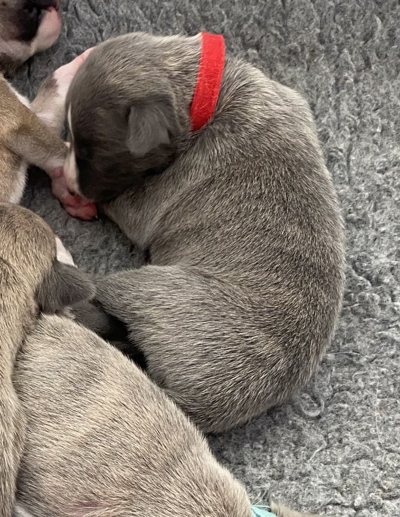 du domaine des Chojnacki - Chiots disponibles - Whippet