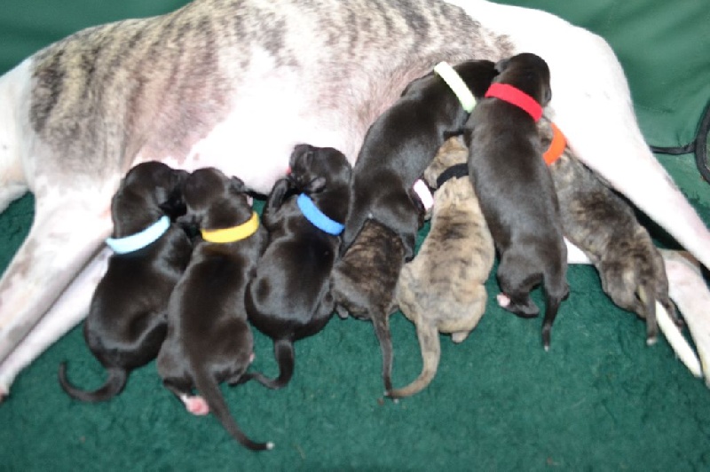 Chiot Whippet du domaine des Chojnacki