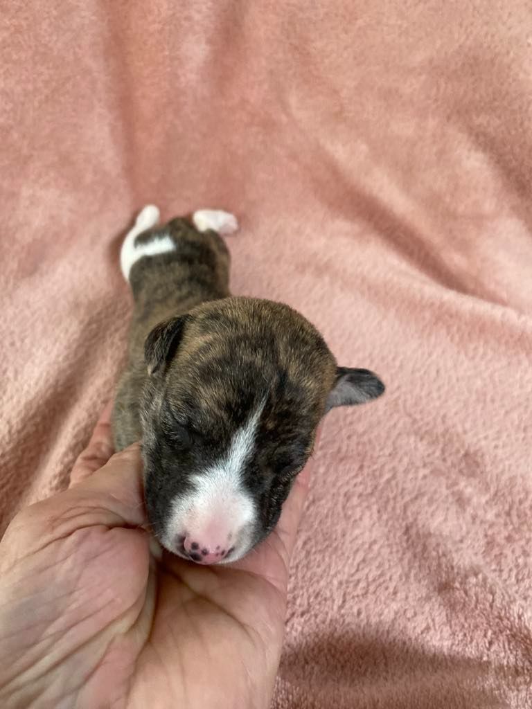 du domaine des Chojnacki - Chiots disponibles - Whippet