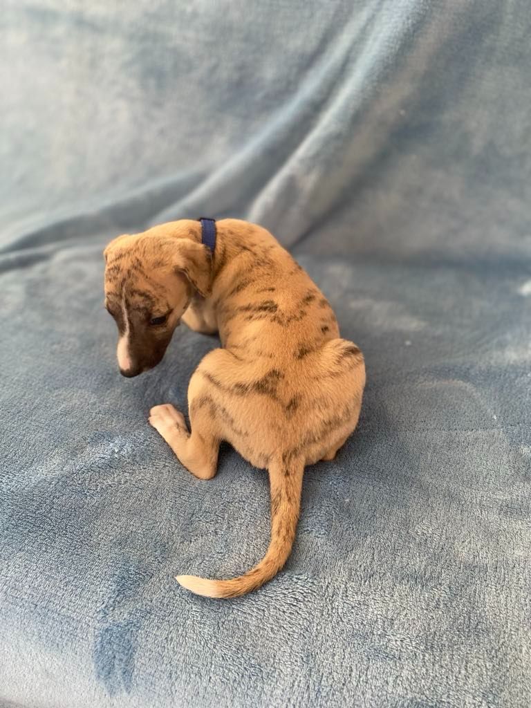 du domaine des Chojnacki - Chiots disponibles - Whippet