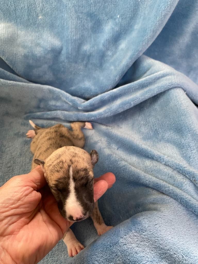 du domaine des Chojnacki - Chiots disponibles - Whippet