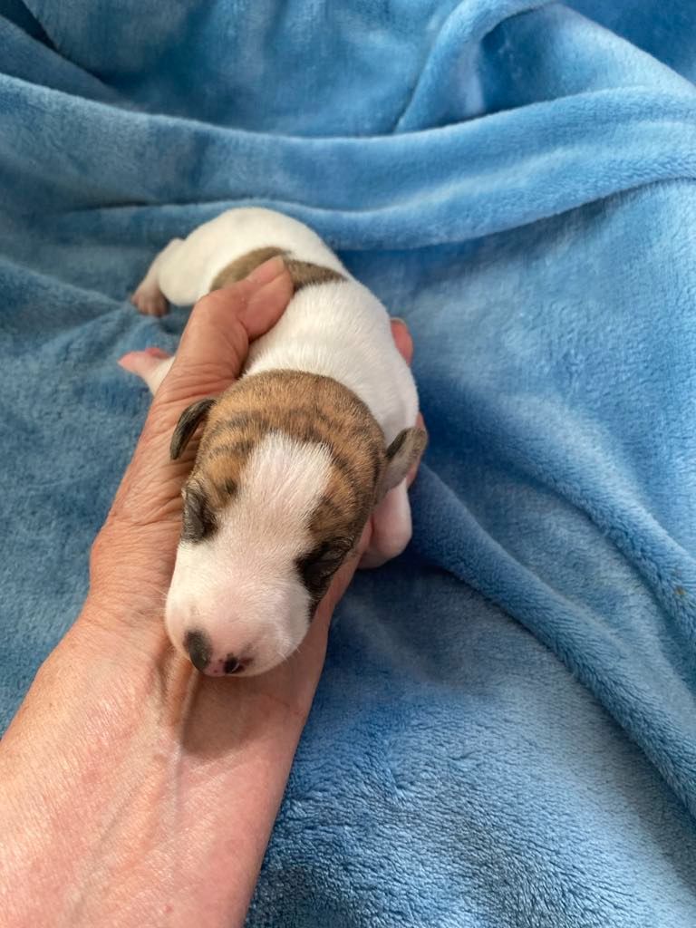 du domaine des Chojnacki - Chiots disponibles - Whippet
