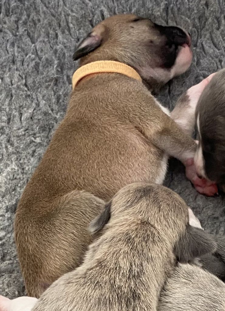 du domaine des Chojnacki - Chiots disponibles - Whippet