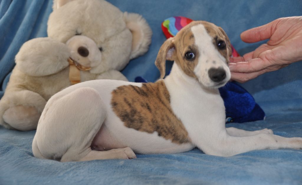 du domaine des Chojnacki - Chiots disponibles - Whippet