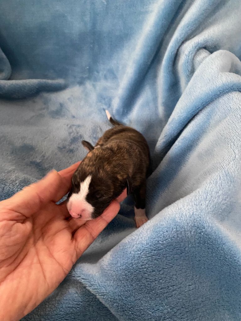 du domaine des Chojnacki - Chiots disponibles - Whippet