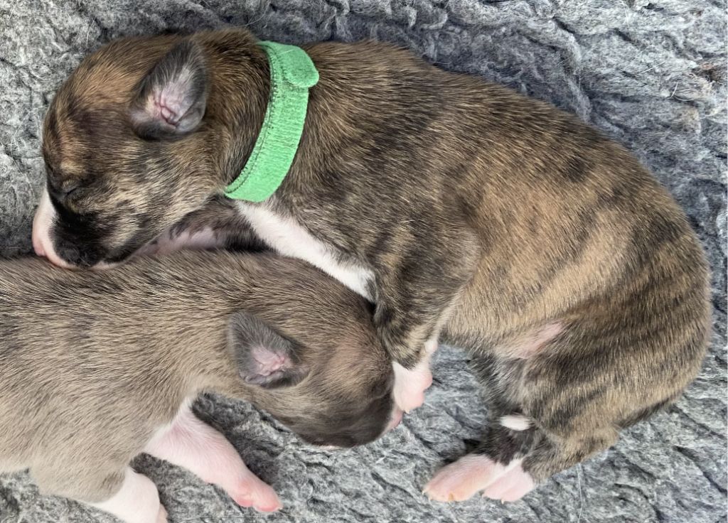 du domaine des Chojnacki - Chiots disponibles - Whippet