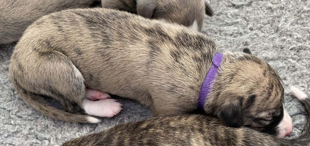 du domaine des Chojnacki - Chiots disponibles - Whippet